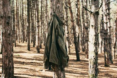Pine trees in forest