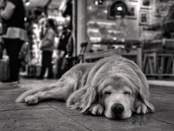 Close-up portrait of dog lying down