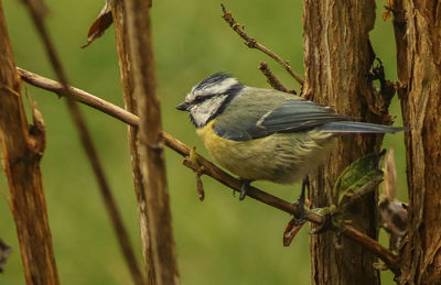 Bird perching on a tree