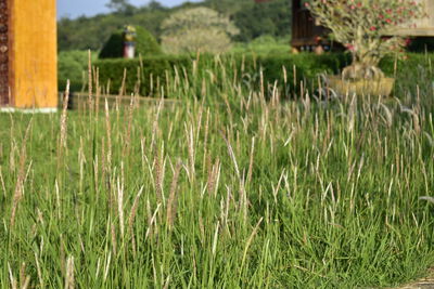 Grass growing on field