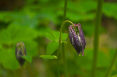 Close-up of purple flowering plant