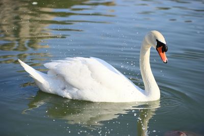 Swan swimming in lake