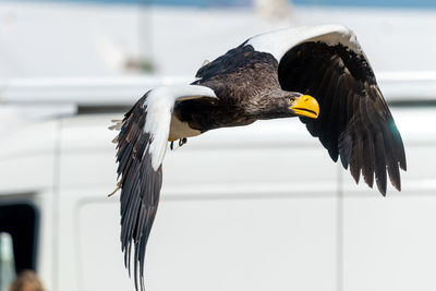 Eagle in mid-air