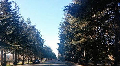 Road passing through trees