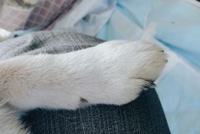 Close-up of a dog resting