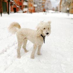 Dog on snow field