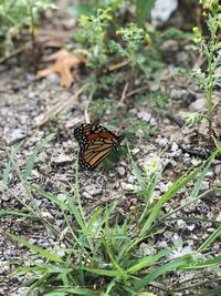 High angle view of butterfly on leaf