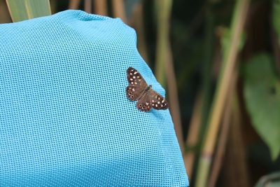 Close-up of butterfly