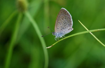 Butterfly on leaf