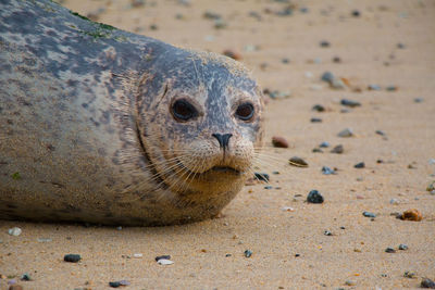 Close-up portrait of a lizard