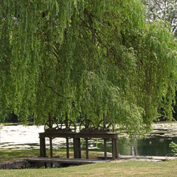 Trees and plants in park