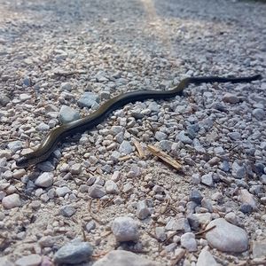 High angle view of lizard on rock