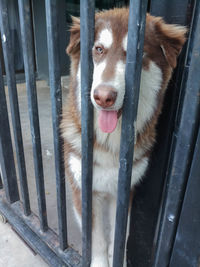 Portrait of dog in cage