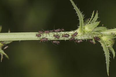 Close-up of plant against black background