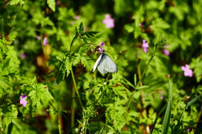 Close-up of butterfly on flower