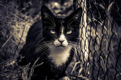 Close-up portrait of a cat