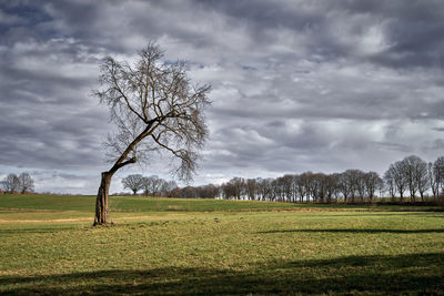 Bare tree on field against sky