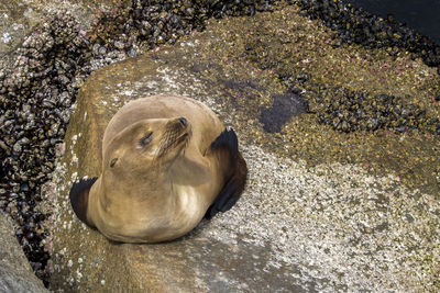 High angle view of crab on rock