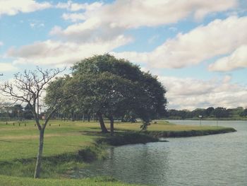 Trees on field by lake against sky