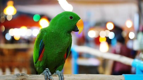 Close-up of parrot perching on table