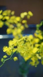 Close-up of yellow flowers blooming outdoors