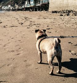 Rear view of dog at beach