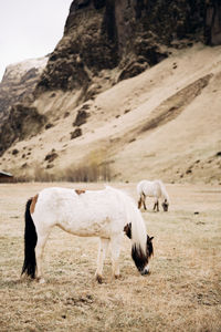 Horse standing in a field