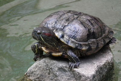 High angle view of turtle in water