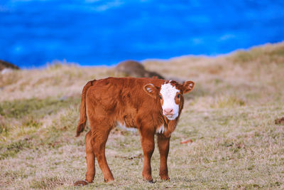 Portrait of a horse on field