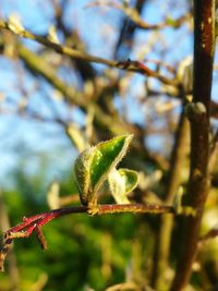 Close-up of lizard on plant against sky