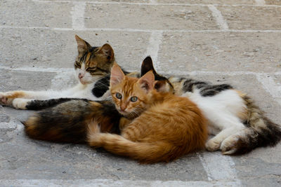 High angle view of cats sitting outdoors