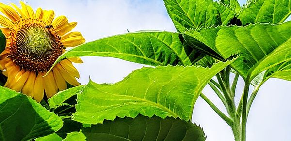 Close-up of sunflower plant against sky