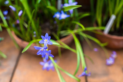 Close-up of purple flowering plant