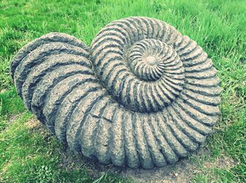 High angle view of snake on field