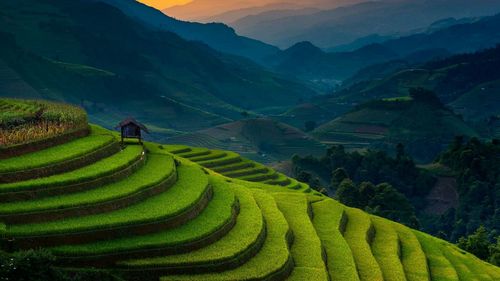 Scenic view of rice paddy