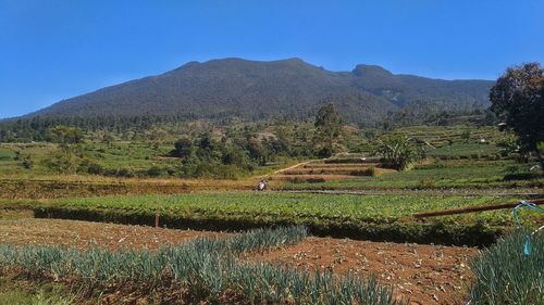 Scenic view of agricultural field against clear sky