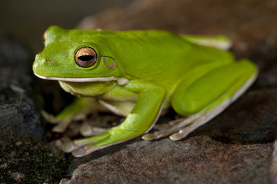 Close up three quarter view on single little green tree frog perched on rocky surface