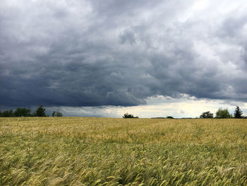 Scenic view of agricultural field against sky