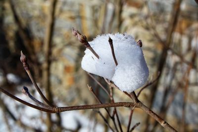 Close-up of frozen plant during winter