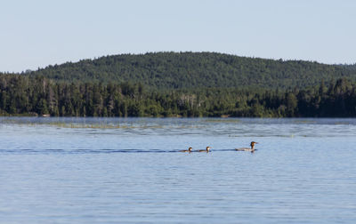 Swans swimming in lake against sky