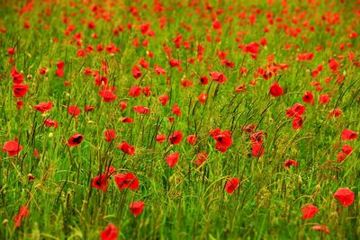 Red poppies on field