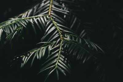 Close-up of leaves on tree