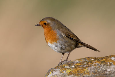 Close-up of bird perching outdoors