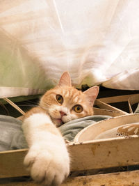 Portrait of cat lying on bed