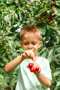 A boy picking cherries in the orchard. hands hold cherries close up.