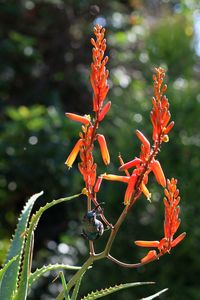 Close-up of insect on flower