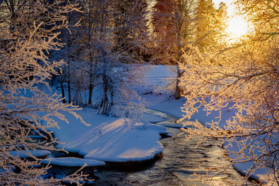 Trees on snow covered landscape