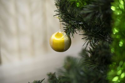 Close-up of christmas tree