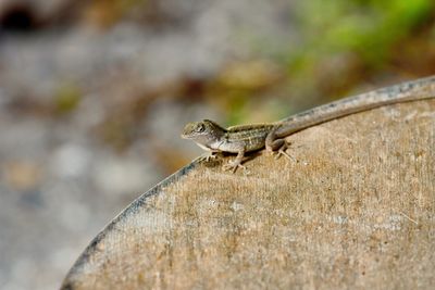 Close-up of lizard on palm tree stump