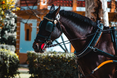 Low angle view of horse standing outdoors sevilla center 